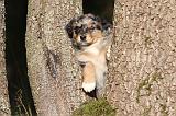 BERGER AUSTRALIEN PUPPIES 191